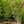 Load image into Gallery viewer, Shishigashira Japanese Maple - Japanese Maple - Japanese Maples