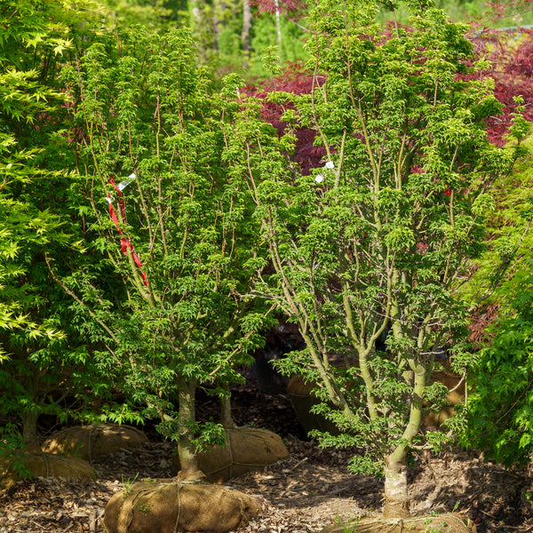 Shishigashira Japanese Maple - Japanese Maple - Japanese Maples