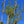 Load image into Gallery viewer, Shishigashira Japanese Maple - Japanese Maple - Japanese Maples