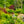 Load image into Gallery viewer, Shishigashira Japanese Maple - Japanese Maple - Japanese Maples