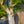 Load image into Gallery viewer, Shishigashira Japanese Maple - Japanese Maple - Japanese Maples