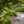 Load image into Gallery viewer, Shishigashira Japanese Maple