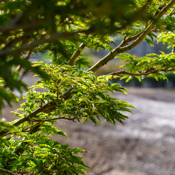 Shishigashira Japanese Maple