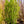 Load image into Gallery viewer, Shishigashira Japanese Maple - Japanese Maple - Japanese Maples