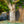 Load image into Gallery viewer, Shishigashira Japanese Maple