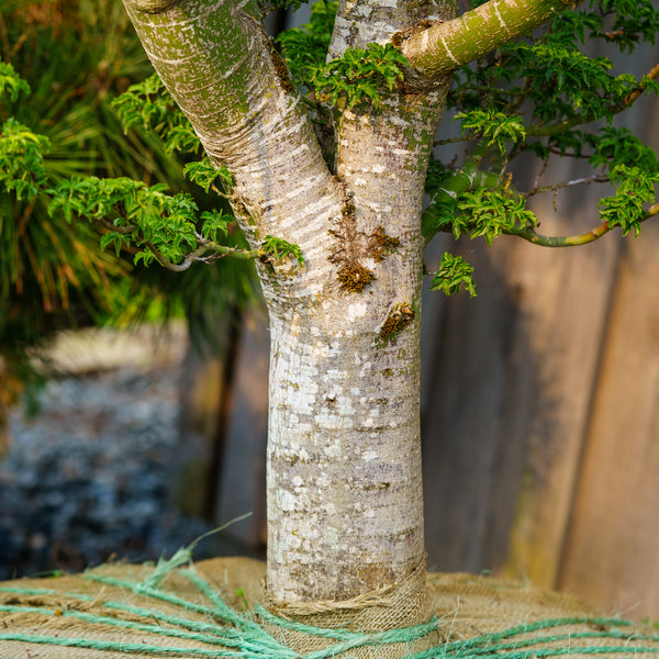 Shishigashira Japanese Maple