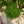 Load image into Gallery viewer, Shishigashira Japanese Maple