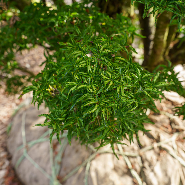 Shishigashira Japanese Maple