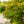 Load image into Gallery viewer, Shishio Hime Japanese Maple - Japanese Maple - Japanese Maples