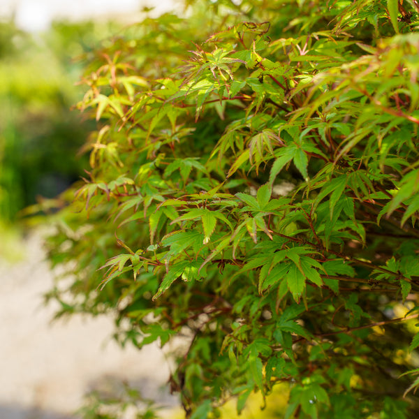 Shishio Hime Japanese Maple - Japanese Maple - Japanese Maples