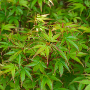Shishio Hime Japanese Maple - Japanese Maple - Japanese Maples
