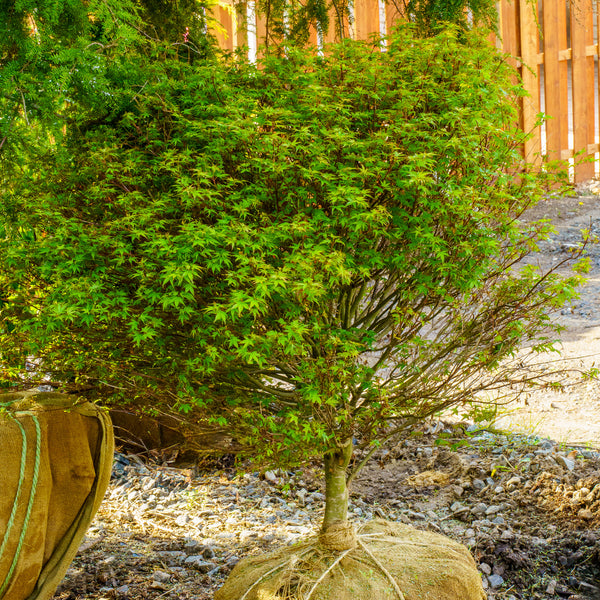 Shishio Hime Japanese Maple - Japanese Maple - Japanese Maples