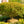 Load image into Gallery viewer, Shishio Hime Japanese Maple - Japanese Maple - Japanese Maples