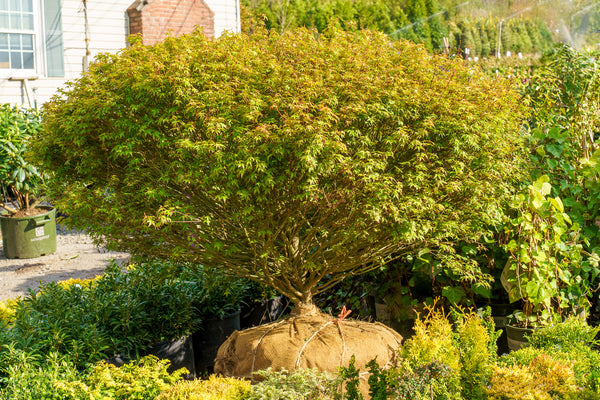 Shishio Hime Japanese Maple - Japanese Maple - Japanese Maples