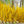 Load image into Gallery viewer, Show Off Forsythia - Forsythia - Shrubs