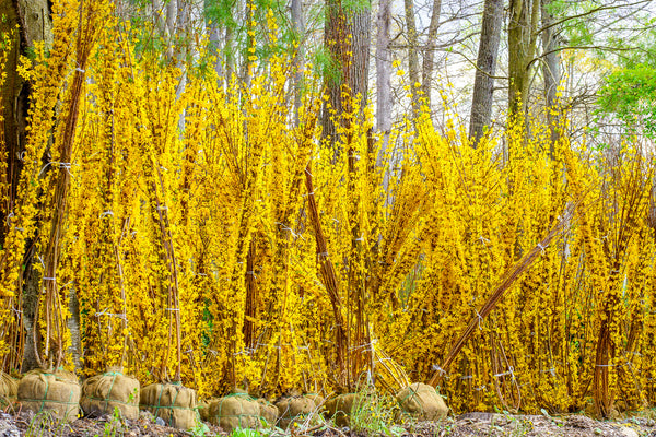 Show Off Forsythia - Forsythia - Shrubs