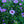 Load image into Gallery viewer, Aster