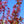 Load image into Gallery viewer, Showtime Crabapple - Crabapple - Flowering Trees