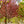 Load image into Gallery viewer, Showtime Crabapple - Crabapple - Flowering Trees