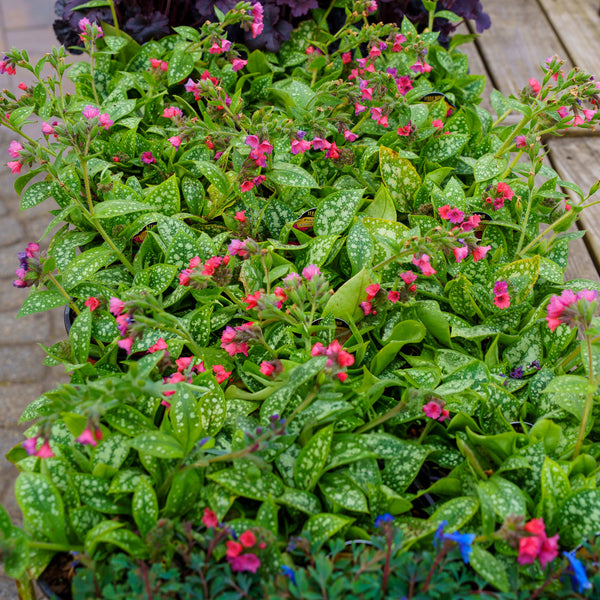 Shrimps on the Barbie Lungwort