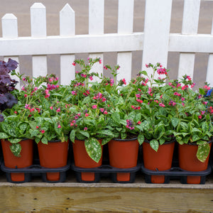 Shrimps on the Barbie Lungwort