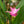 Load image into Gallery viewer, Siam Tulip