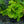 Load image into Gallery viewer, Siberian Bugloss