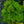 Load image into Gallery viewer, Siberian Bugloss