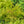 Load image into Gallery viewer, Siberian Cypress