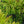 Load image into Gallery viewer, Siberian Cypress