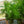 Load image into Gallery viewer, Sickle Thorn Fern