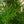 Load image into Gallery viewer, Sickle Thorn Fern