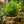 Load image into Gallery viewer, Sickle Thorn Fern