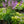Load image into Gallery viewer, Silly String Hosta