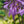 Load image into Gallery viewer, Silly String Hosta