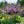 Load image into Gallery viewer, Silly String Hosta