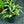 Load image into Gallery viewer, Silver Bouquet Lungwort