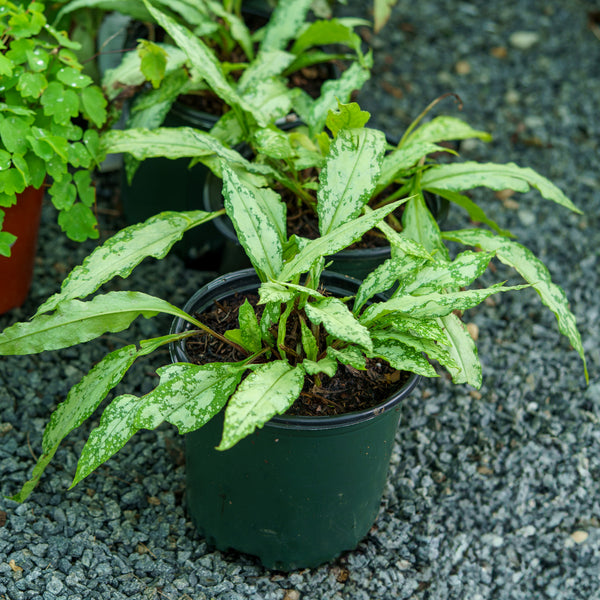 Silver Bouquet Lungwort