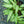 Load image into Gallery viewer, Silver Bouquet Lungwort