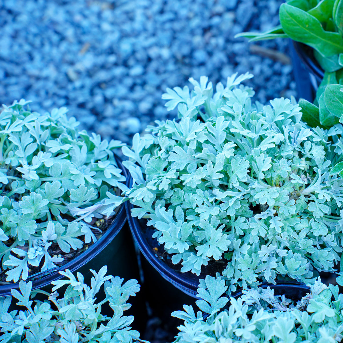 silver succulent ground cover Silver Brocade Beach Wormwood – Plant Detectives