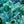 Load image into Gallery viewer, Silver Carpet Lamb's Ear