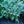 Load image into Gallery viewer, Silver Carpet Lamb's Ear