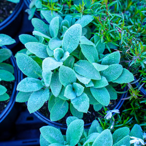 Silver Carpet Lamb's Ear