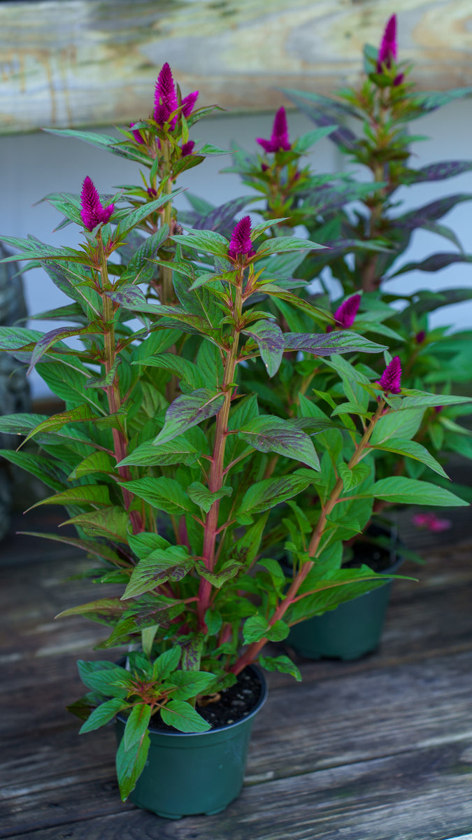 celosia potted plant Celosia – Plant Detectives