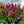 Load image into Gallery viewer, Cockscomb