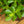 Load image into Gallery viewer, Silver Dollar Jade