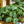 Load image into Gallery viewer, Silver Jewell Rex Begonia