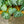 Load image into Gallery viewer, Silver Jewell Rex Begonia