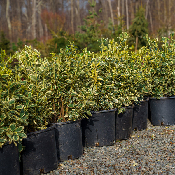 Silver King Euonymus