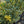Load image into Gallery viewer, Silver King Euonymus